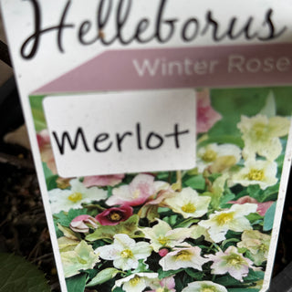 Helleborus