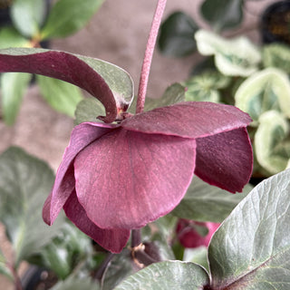 Helleborus