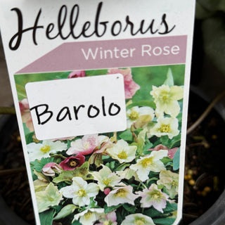 Helleborus