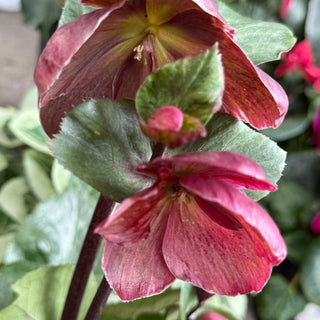 Helleborus