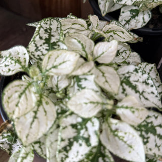 Hypoestes Mixed