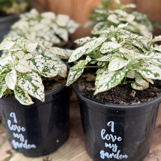 Hypoestes Mixed