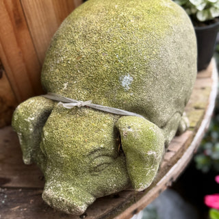 Pig Stature
