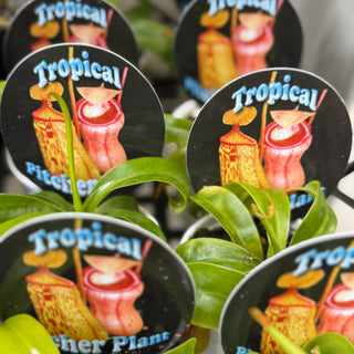 Nepenthes