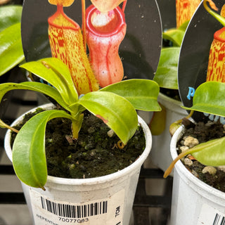Nepenthes