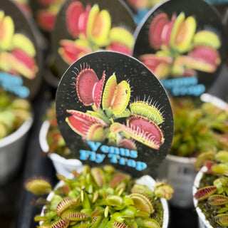 Venus Fly Traps