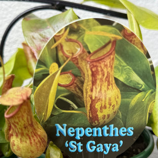 Nepenthes