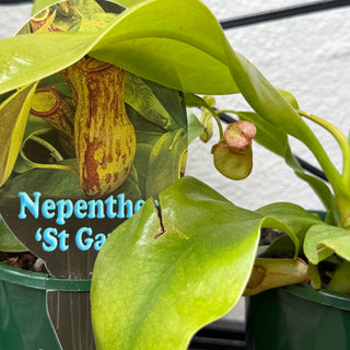 Nepenthes