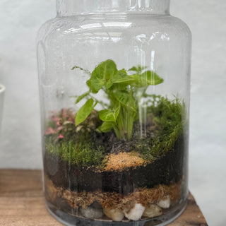 Terrariums