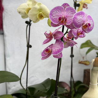 Orchids