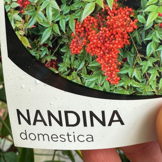 Nandina Domestica