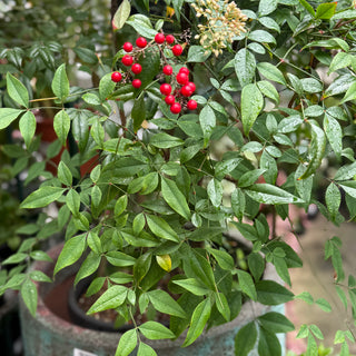 Nandina Domestica