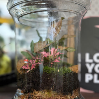 Terrariums