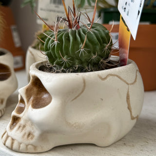 Skull Planters