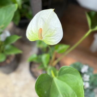 Anthurium
