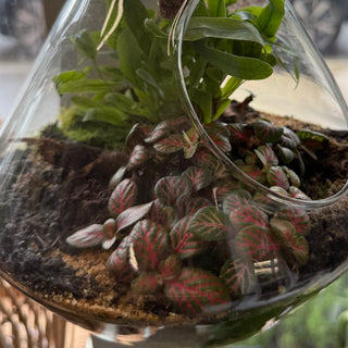 Terrariums Hanging