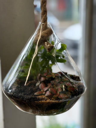 Terrariums Hanging