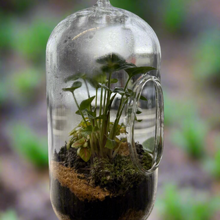 Terrariums Hanging