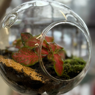 Terrariums Hanging