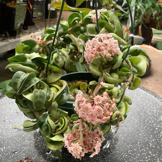 Hoya Hanging Basket