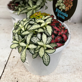 Fittonia