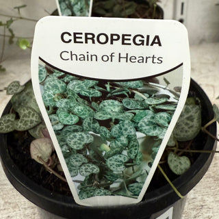 Ceropegia Chain Of Hearts