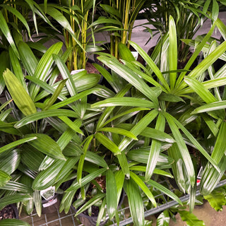 Rhapis Palm