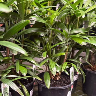 Rhapis Palm