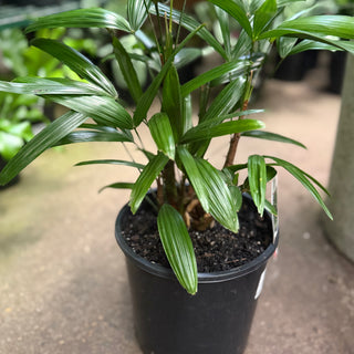 Rhapis Palm