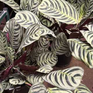 Ctenanthe Burle Marxii