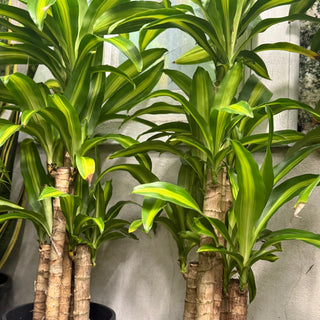 Dracaena Fragrans ( Happy Plant)