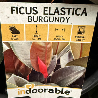 Ficus Elastica Burgundy