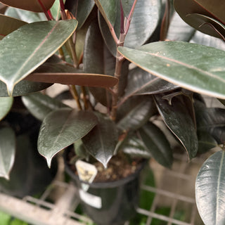 Ficus Elastica Burgundy