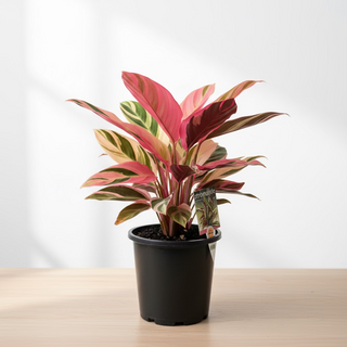 Stronmanthe Sanguinea Tricolor