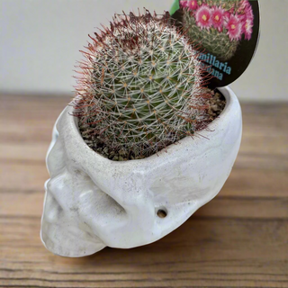 Skull Planters
