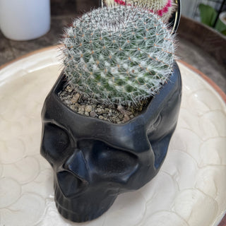 Skull Planters