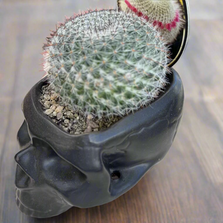Skull Planters