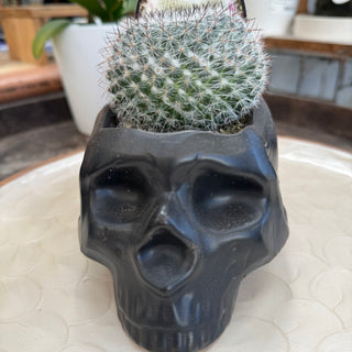 Skull Planters