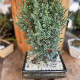 Bonsai's