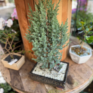 Bonsai's
