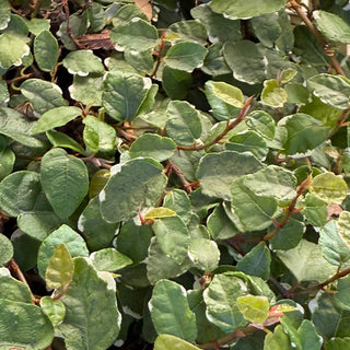 Ficus Pumila