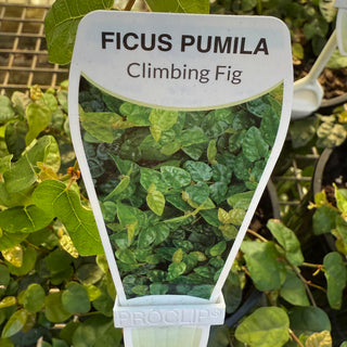 Ficus Pumila
