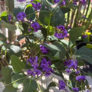 Hardenbergia