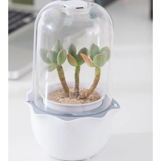 Desktop Garden