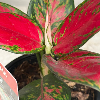 Aglaonema