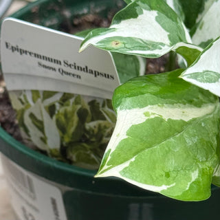 Epipremnum Scindapsus Varieties