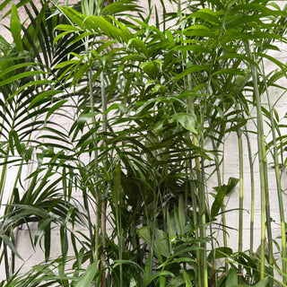 Chamaedorea Bamboo Palm