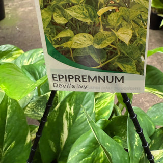 Epipremnum Scindapsus Varieties