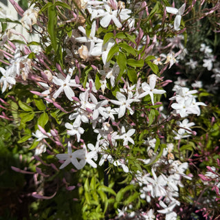 Jasmine Polyanthum
