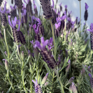 Lavender - Avonview
